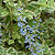 Blue Yonder plectranthus