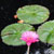 'Hot Pink' water lily
