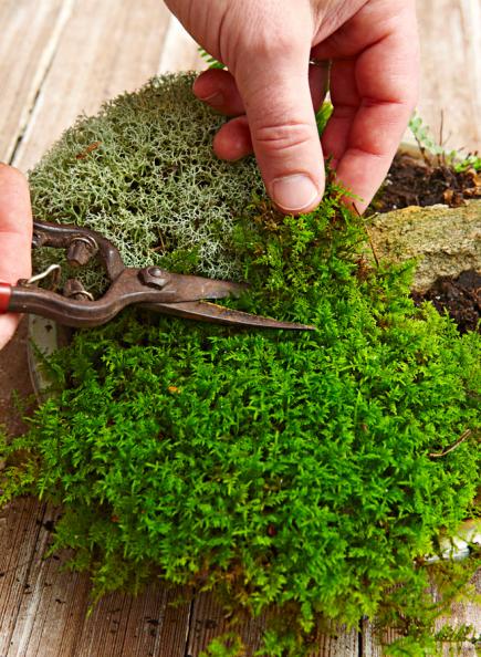 Step 5: Cut moss to size
