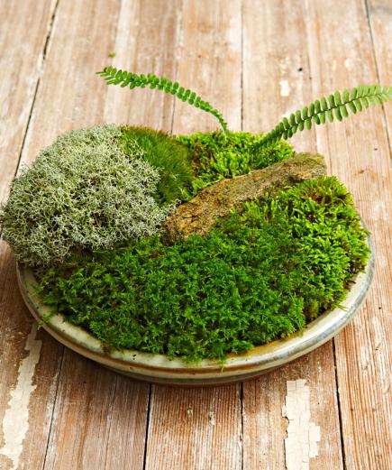 Miniature moss garden