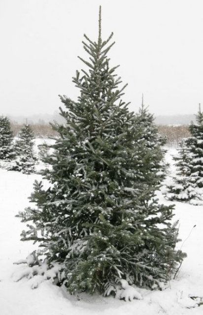 Smart Tips On Caring For A Live Christmas Tree