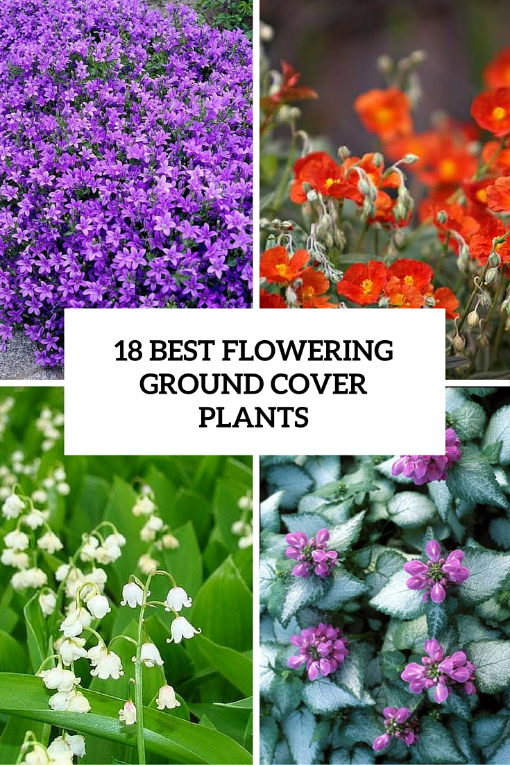 18 best flowering ground cover plants cover