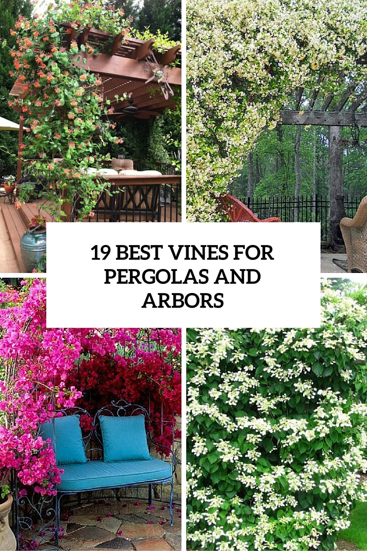 19 best vines for pergolas and arbors cover