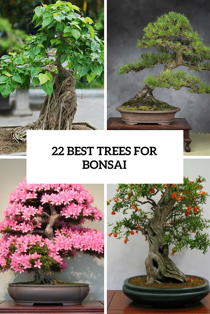 22 best trees for bonsai cover