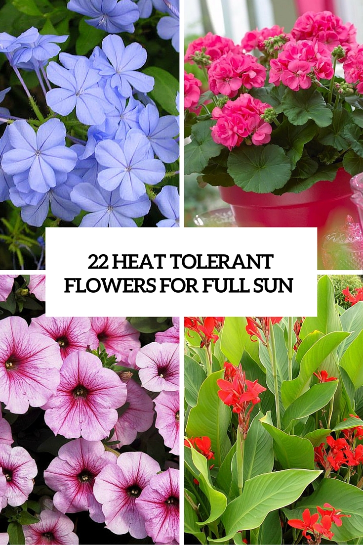 22 heat tolerant flowers for full sun cover
