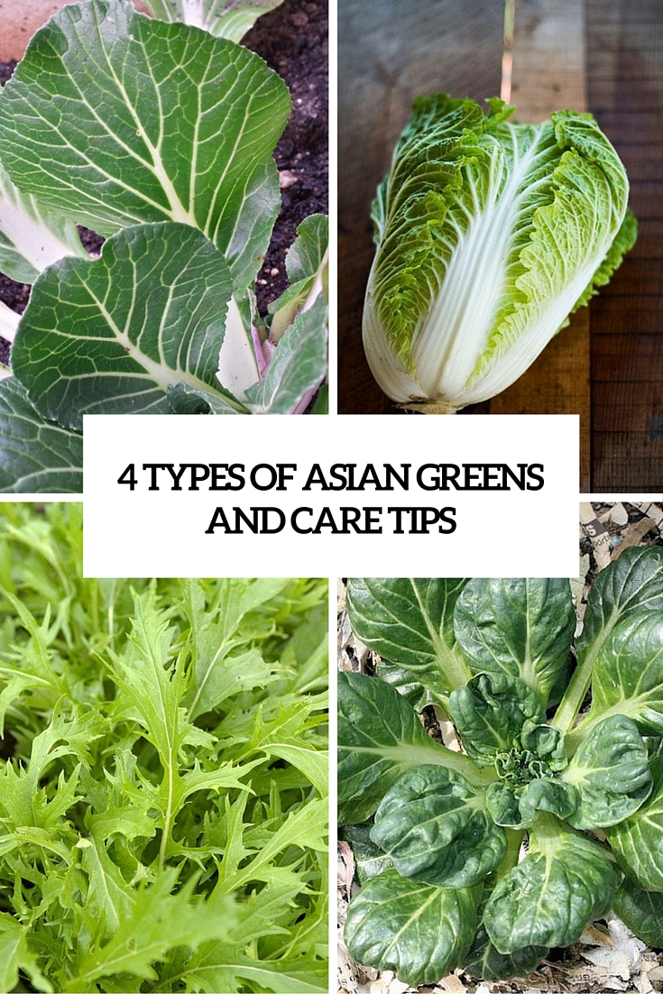 4 types of asian greens and care tips cover