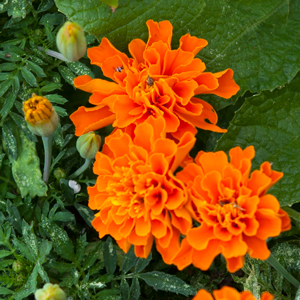 Marigold growing among vegetables