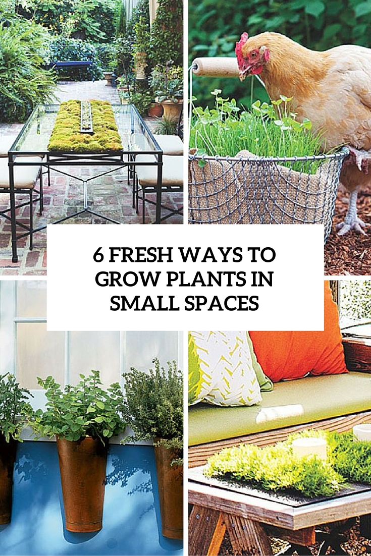 6 fresh ways to grow plants in small spaces cover