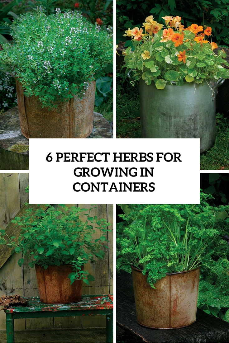 6 perfect herbs for growing in containers cover
