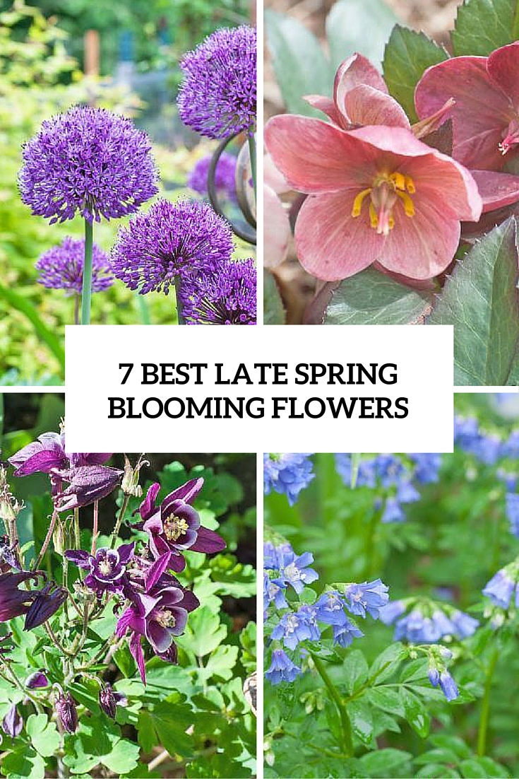 7 best late spring blooming flowers cover