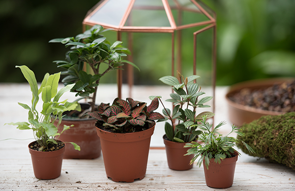Plants that can be grown in a terrarium