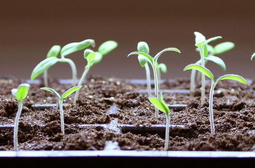 Seedlings growing in the GrowEase seed-starting tray
