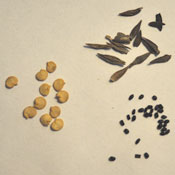 Zinnia, basil and pepper seeds