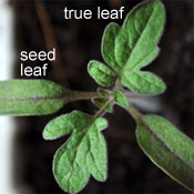 True leaves vs. seed leaves