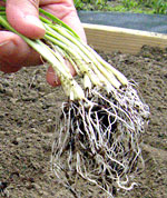 Onion seedlings