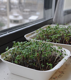Microgreens on a windowsill