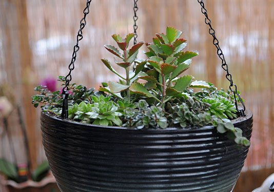 Succulents in a hanging basket