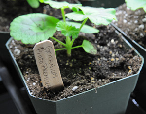 Seedling in a 4-inch pot