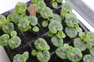 Geranium seedling