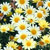 'Madeira Primrose' marguerite daisy 