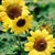 'Music Box' dwarf sunflower