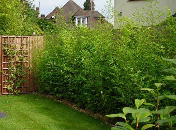 Bamboo landscaping ideas garden privacy fence bamboo hedge