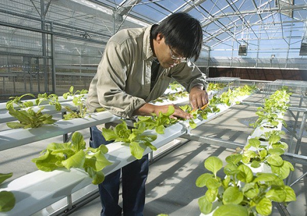 Benefits of hydroponics contemporary gardening ideas