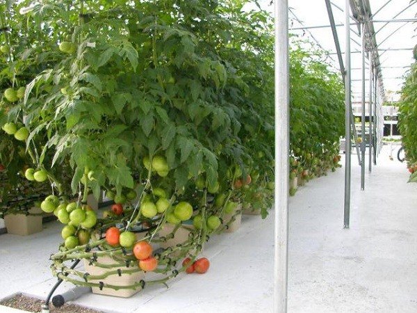 Benefits of hydroponics tomato hydroponics plants