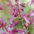 Phoenix Bright Lilac salvia