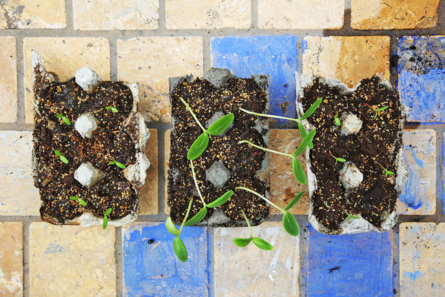 Easy beginner's gardening project for kids: Grow seedlings in egg cartons.