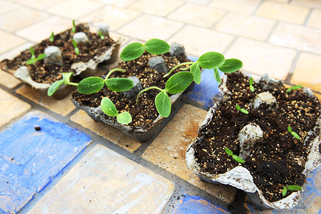 Easy beginners gardening project for kids: Grow seedling in egg cartons.