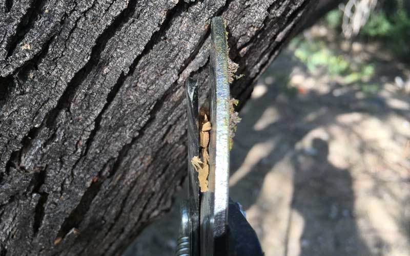 Blade spread while cutting through deadwood. This happens to virtually all types of bypass pruners/loppers at one time or another..