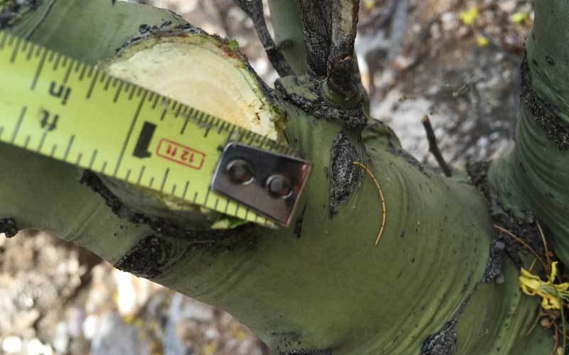 Maximum diameter cuts taxed the pruner and often made ragged cuts. But this is true for most pruners and loppers when they are asked to cut material at the limits of their pruning range.