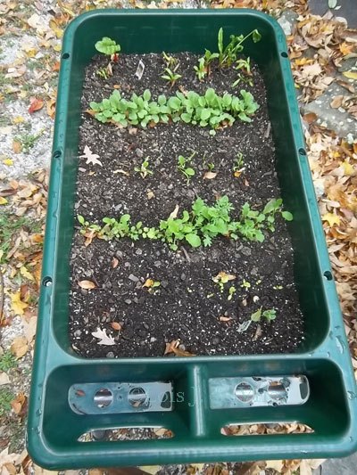 Large planting tray on Garden on Wheelz