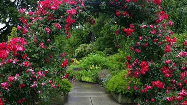 Garden ideas roses garden path romantic garden