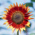'Autumn Beauty' sunflower