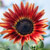 'Evening Sun' sunflower