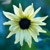 'Italian White' sunflower