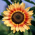 'Gloriosa' sunflower