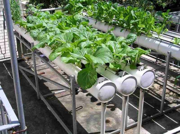 Hydroponic gardening pros cons benefits