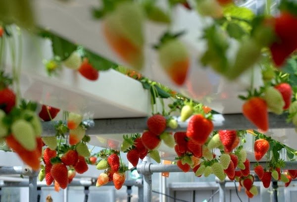 Hydroponic plants ideas strawberry