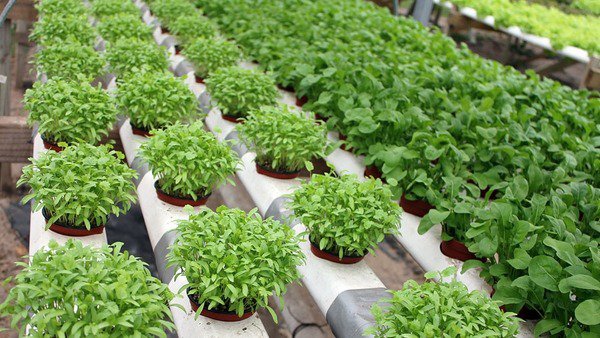 Hydroponics pros cons what is hydroponics modern gardening