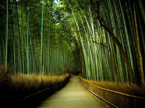 Japanese garden plants bamboo garden 