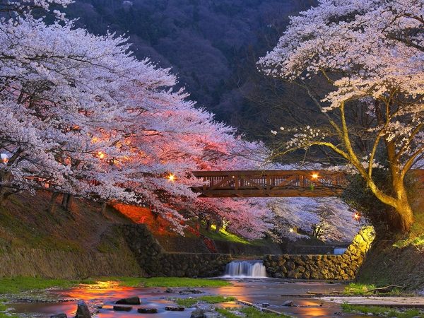 Japanese garden plants blossoming cherry trees japanese garden design ideas