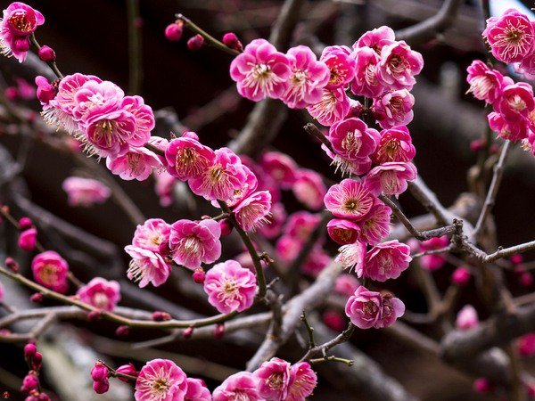 Japanese garden plants japanese apricot ume blossoming trees
