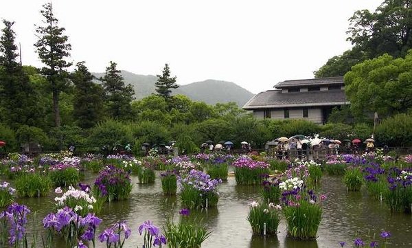 Japanese garden plants japanese iris amazing japanese garden design 