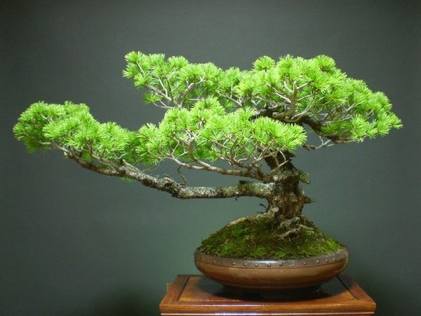 Japanese garden plants pine tree bonsai trees Goyoumatsu