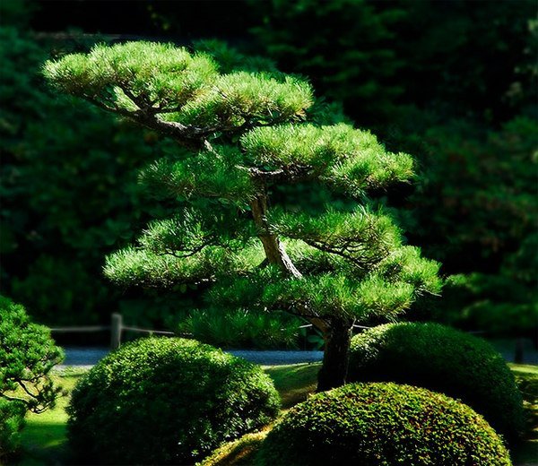 Japanese garden plants japanese pine tree japanese garden design 