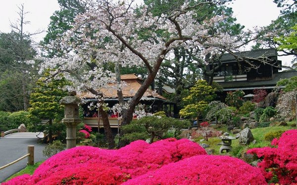 Japanese garden plants list azaleas japanese garden 