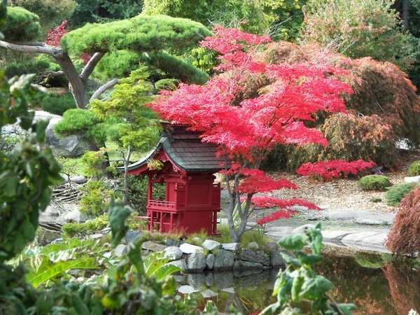 Japanese garden plants pines maples japanese garden design